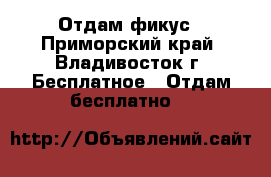 Отдам фикус - Приморский край, Владивосток г. Бесплатное » Отдам бесплатно   